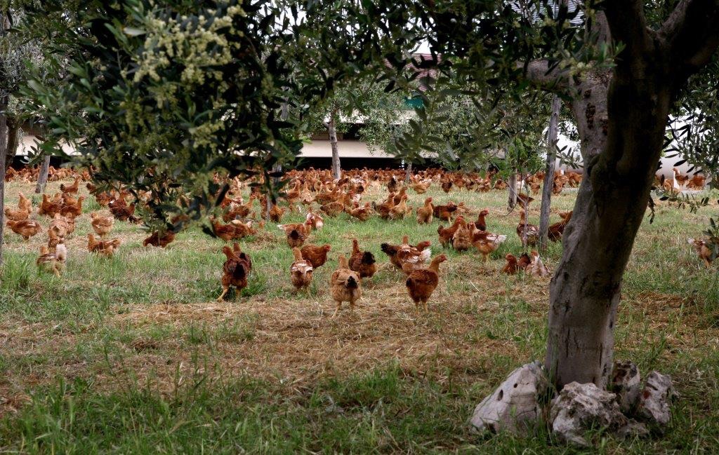 Pollo campese allevato all'aperto