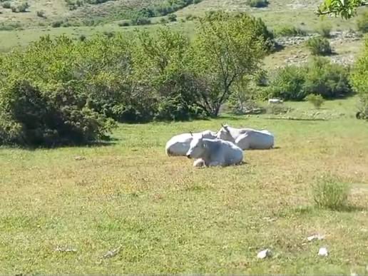 Mucche allo stato brado nel Parco Sirente-Velino